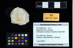 Foto (Objekt + Etikett) von Diogenidae indet  (NHMW-GEO-2017-0093-0010)